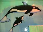 Dolphin's bathroom mural 3